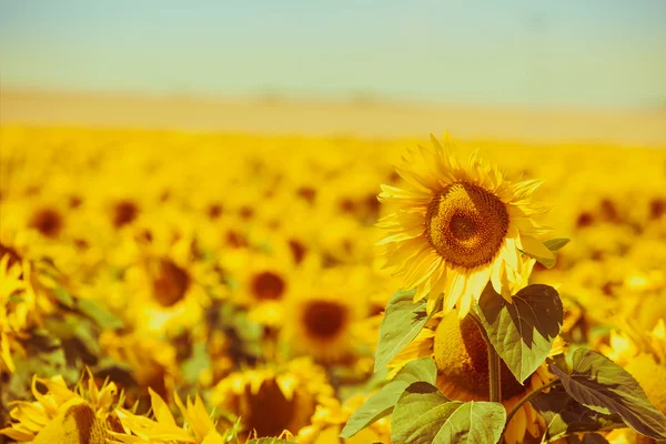 Strahlende Sommersonnenblumen — Stockfoto