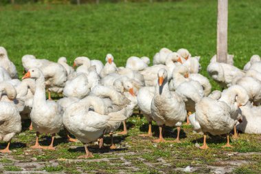 Yeşil çimenlerin üzerinde otlatma kaz kaz sürüsü