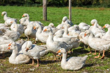 Yeşil çimenlerin üzerinde otlatma kaz kaz sürüsü