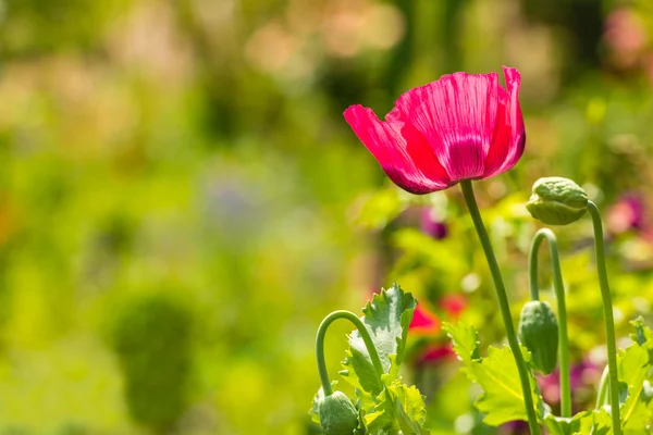 Rode papaver in een zomer weide — Stockfoto