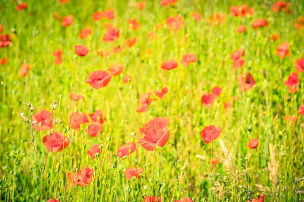 Rote Mohnblumen auf einer Sommerwiese — Stockfoto