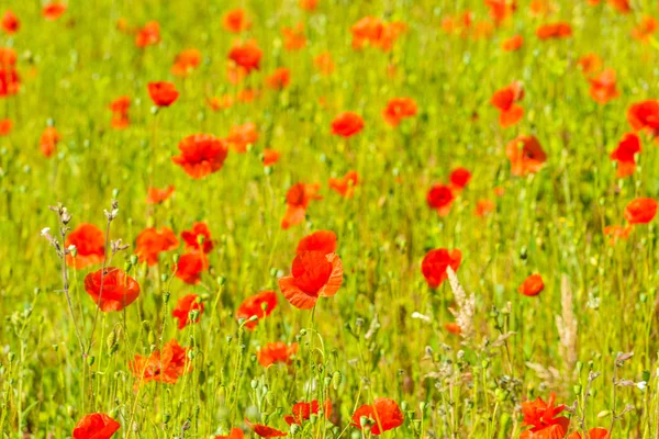 Coquelicots rouges dans une prairie d'été — Photo