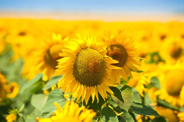 Girasoli Vista campo — Foto Stock