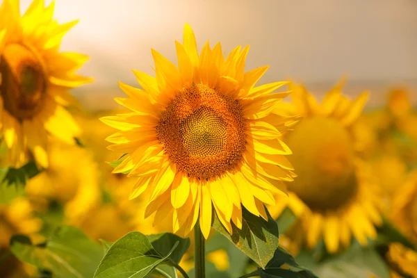 Girasoles Campo vista —  Fotos de Stock