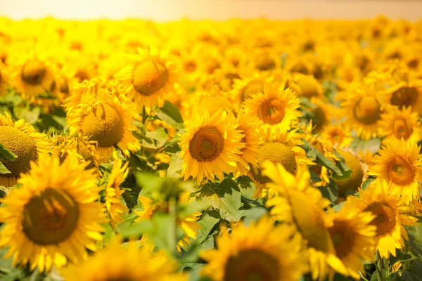 Heller Sommer Sonnenblumen Feld — Stockfoto