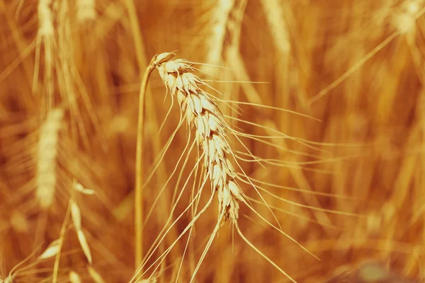 Ripe Cereal field — Stock Photo, Image