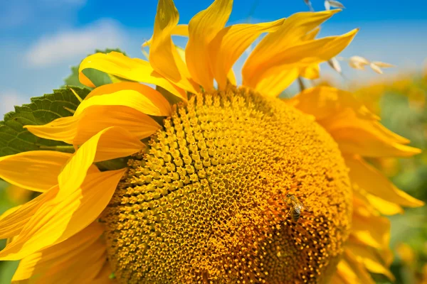Sunflower Close Up — Stock Photo, Image