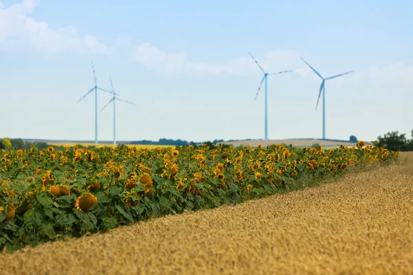 Graan en zonnebloemen velden weergeven — Stockfoto