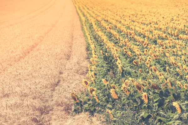 Graan en zonnebloemen velden weergeven — Stockfoto
