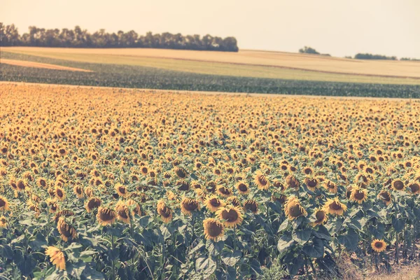 Světlé letní pole slunečnic — Stock fotografie