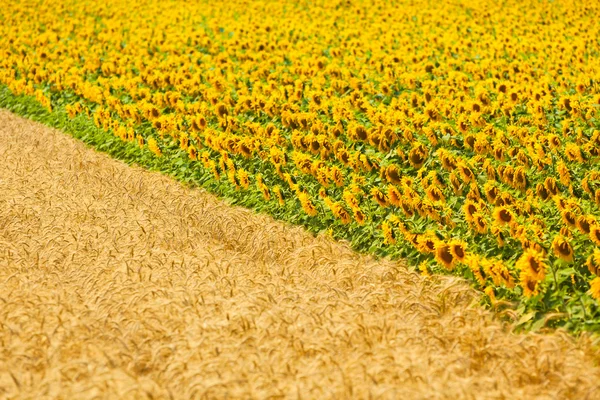 Cereais e girassóis Campos vista — Fotografia de Stock