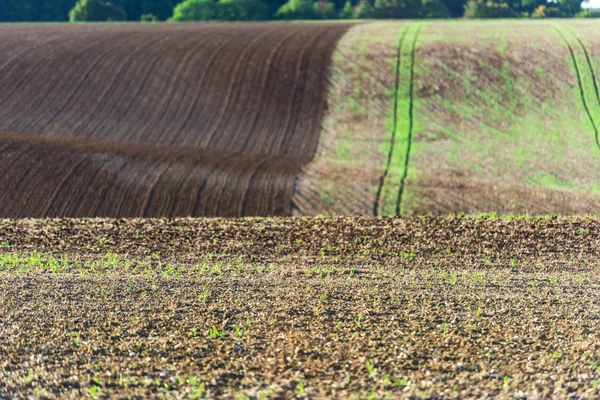 Landwirtschaftliches Feld auf einem Hügel mit jungen Sprossen — Stockfoto