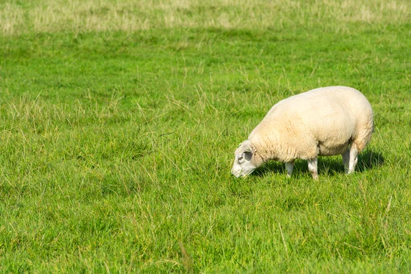 Schafe fressen grünes Gras auf Bauernhof — Stockfoto