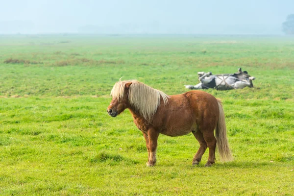 Άλογα που βόσκουν στο πράσινο χορτάρι — Φωτογραφία Αρχείου