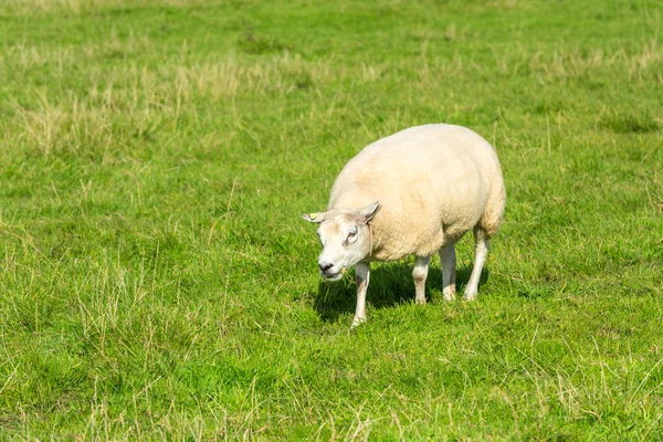 Schafe fressen grünes Gras auf Bauernhof — Stockfoto