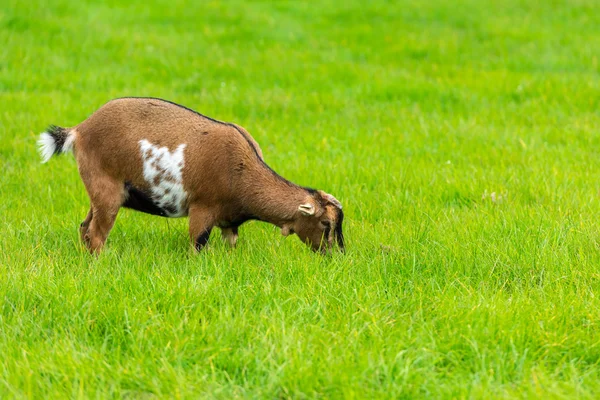 Eine Ziege isst von grünem Gras — Stockfoto