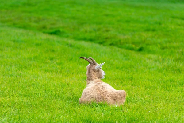 Geten äta grönt gräs på gård — Stockfoto