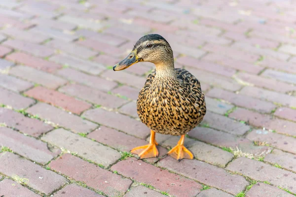 Small wild duck on a pavement — Stock Photo, Image