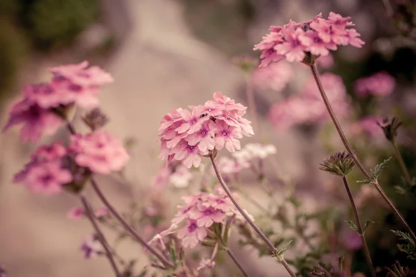 Verbena bloemen op de achtergrond bokeh — Stockfoto