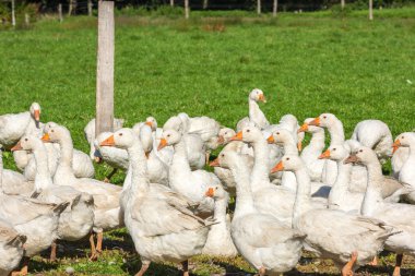 Kaz kaz sürüsü otlatma 