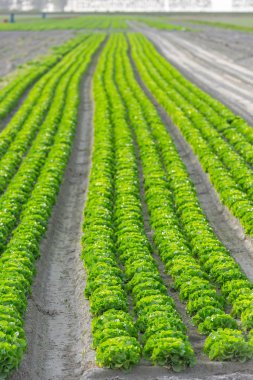  taze yeşil salata yatak satırları