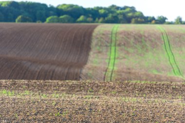 Bir tepe üzerinde tarım alanı  