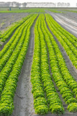   taze yeşil salata yatak satırları