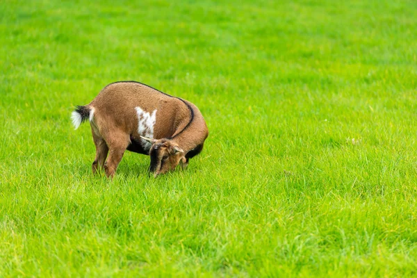 Una capra che mangia — Foto Stock