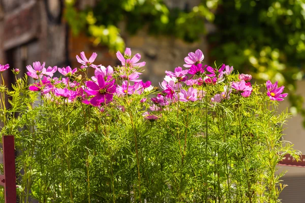 Blommande kosmos blommor — Stockfoto