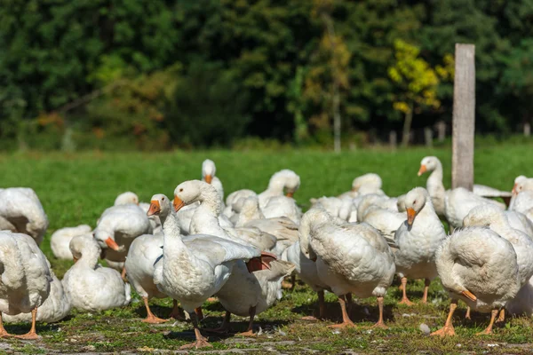Geese gaggle grazing — Stock Photo, Image