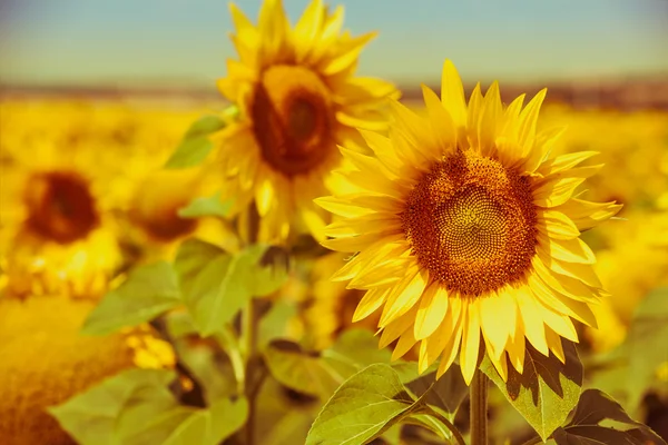 Campo brilhante dos girassóis do verão — Fotografia de Stock