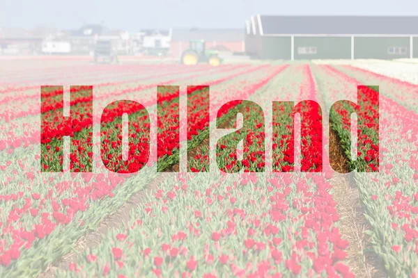 Röd tulpan fält i Holland — Stockfoto
