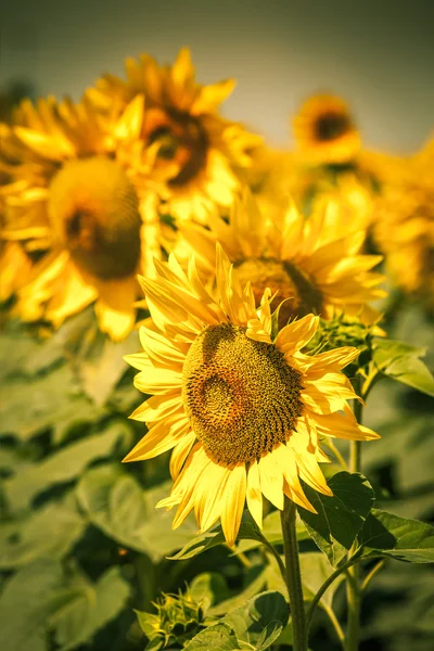 Girasoles Campo vista — Foto de Stock