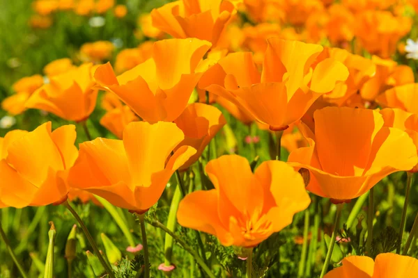 夏天草地上橙色罂粟花 — 图库照片