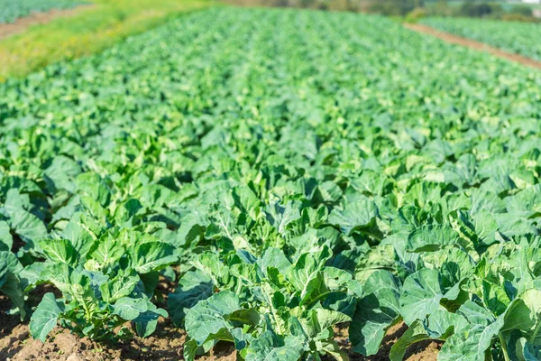 Rangées de lits de salade vert frais — Photo