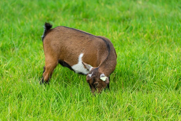 Una cabra comiendo hierba verde — Foto de Stock