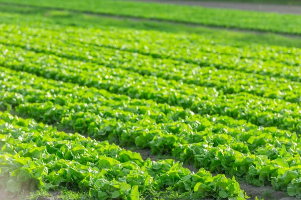 Rangées de lits de salade vert frais — Photo