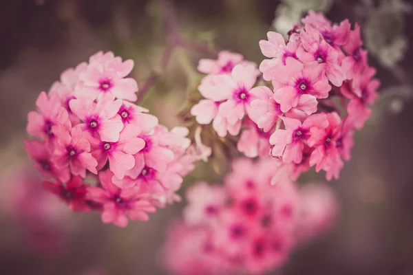 Verbena flores en bokeh — Foto de Stock