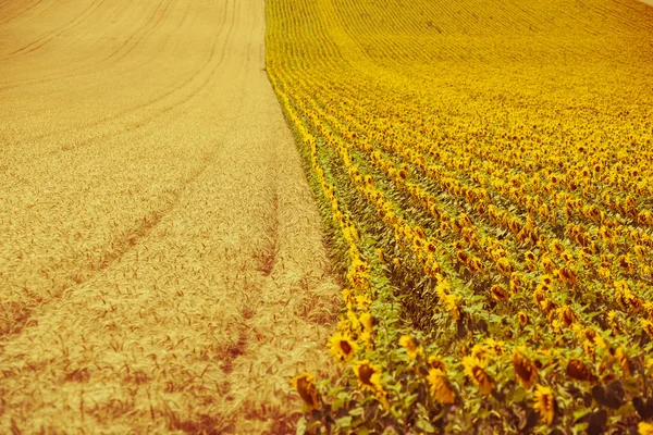 Vista de campos de cereales y girasoles — Foto de Stock