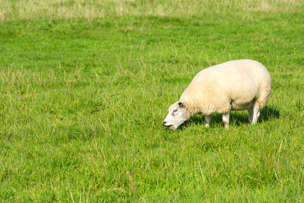 Pecore mangia erba verde in azienda agricola — Foto Stock