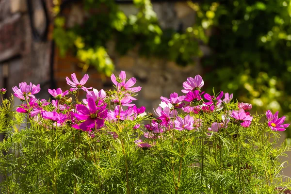 Bloeiende bloemen van de cosmos — Stockfoto