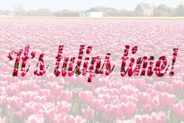 Vörös tulipán mező Hollandiában — Stock Fotó