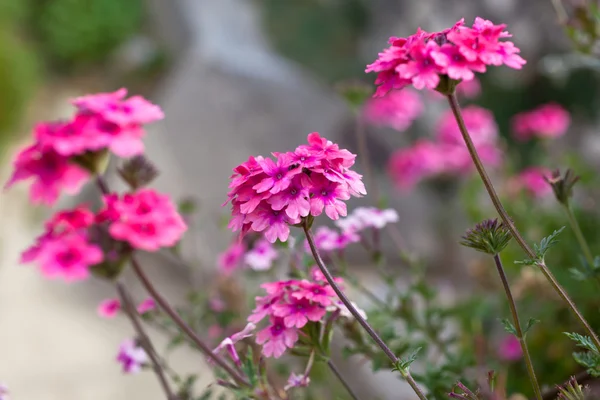 Verbena virágok bokeh háttér — Stock Fotó