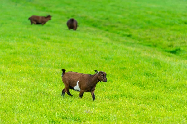 Geten äta grönt gräs — Stockfoto