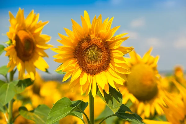 Zonnebloemen gezichtsveld — Stockfoto