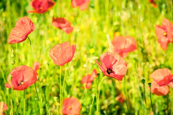 Red poppies in a summer meadow — Stock Photo, Image