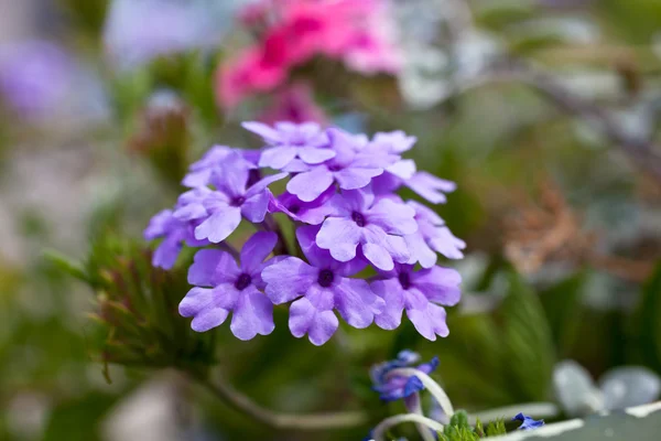 Verbena flowers on bokeh — Stock Photo, Image