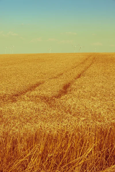 Campo di cereali maturi — Foto Stock