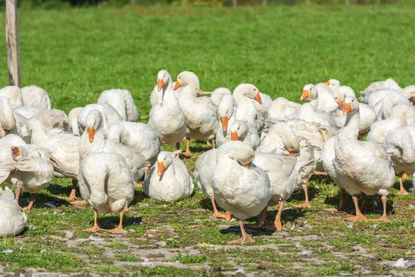 Geese gaggle grazing on green grass — Stock Photo, Image