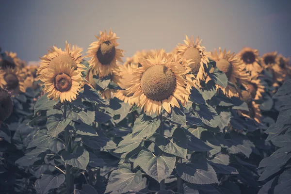 Sonnenblumen Feld Ansicht — Stockfoto